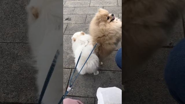 Как шпицули ели пончики в парке: ну как можно им отказать????😍 смотреть онлайн