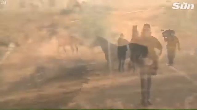 Конь спас "семью" смотреть онлайн