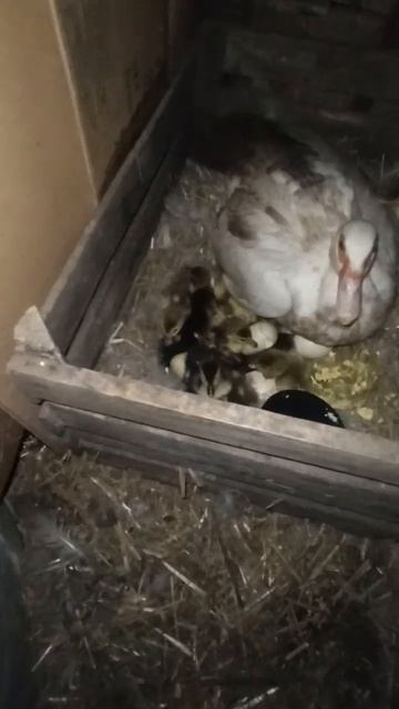 Клюётся больно, я проверил