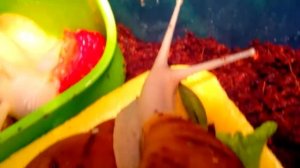 Клубника на ура!))))