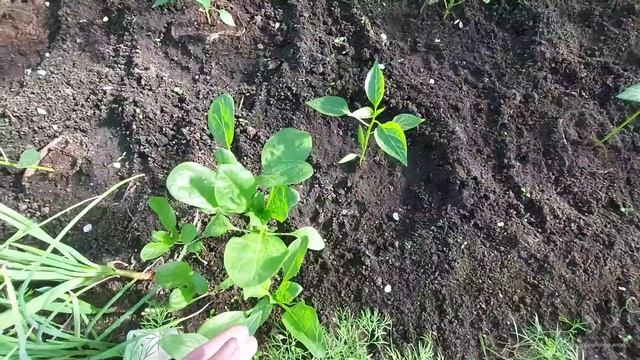 маленькая тепличка, нужен совет!🙏 смотреть онлайн