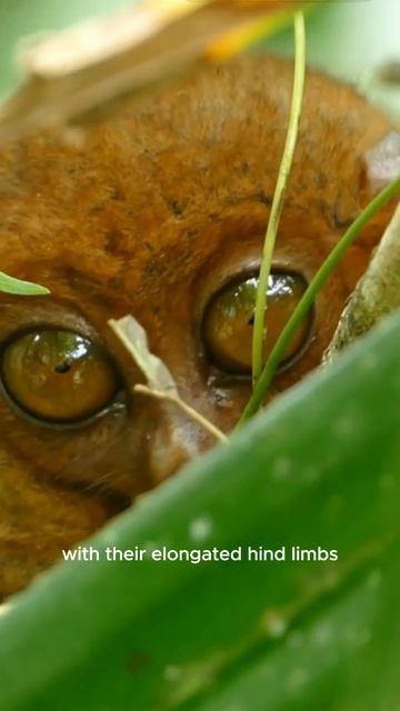 "Secrets of the Tarsiers: Unveiling the Mysteries of their Behavior"## смотреть онлайн