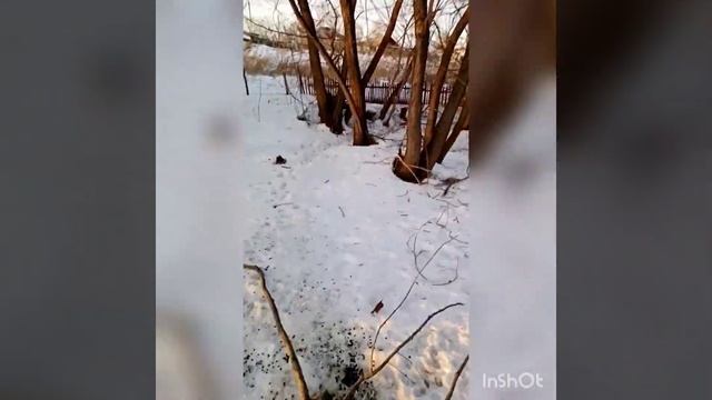 Добываю хворост