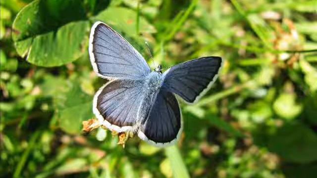"Geißkleebläuling (Plebeius argus)"- Eine Fotoschau von Karin und Wolfgang Schmökel. смотреть онлайн