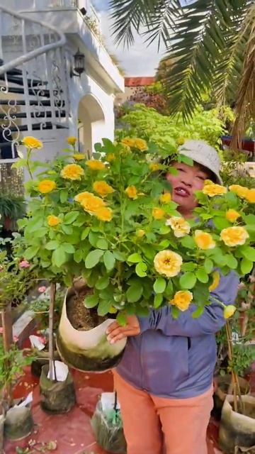 hoa hồng giá rẻ của các nhà vườn 0386700914 em nam смотреть онлайн