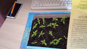 Взошли Хорошо ПОМИДОРЫ сорта "ДЕТСКАЯ СЛАДОСТЬ!!!   Обзор РАССАДЫ!!!  3.4.24г.