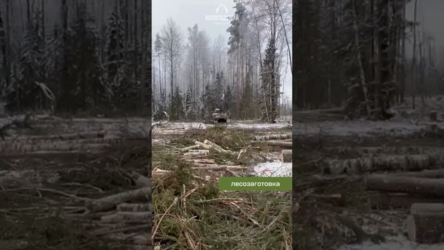 Лесозаготовка смотреть онлайн