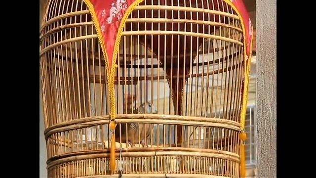 Zebra Dove (BOTH SOLD) Lucky Shown In The Video Prince Outside Video Screen 22 Aug 2015 5pm смотреть онлайн