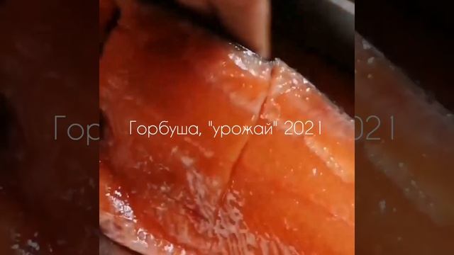 Солёная горбуша #солимрыбу #горбуша #соленаягорбуша #вкусно #солимгорбушу