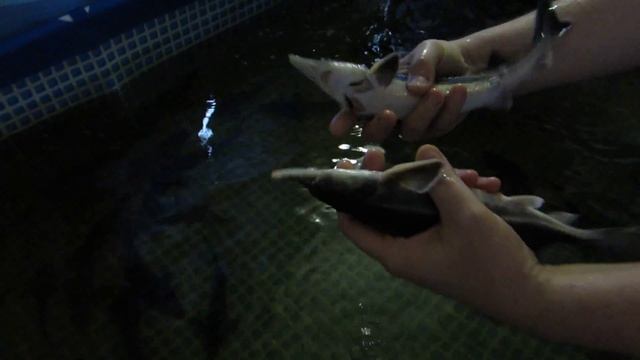 выращивание осетров в домашних условиях. часть 5. смотреть онлайн