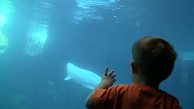 Owen & baby beluga in the deep blue see смотреть онлайн