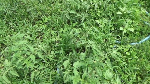 Упала кукуруза. Огурцы и молодой картофель. смотреть онлайн