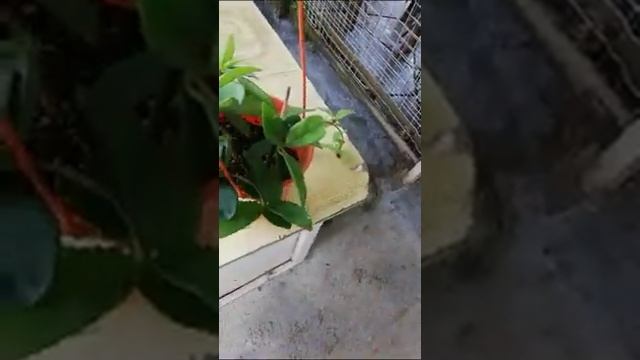 Cara menanam bunga Hoya смотреть онлайн
