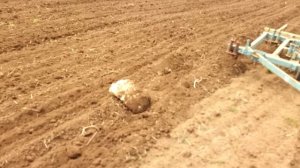 Глубокая культивация на Т-150К