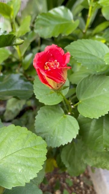 Beautiful flower #amazingflowers #inspiration #antistress #shorts_by Lin VT смотреть онлайн