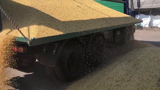 Молотимо сою, уборка сои , молотым сою 2021 смотреть онлайн