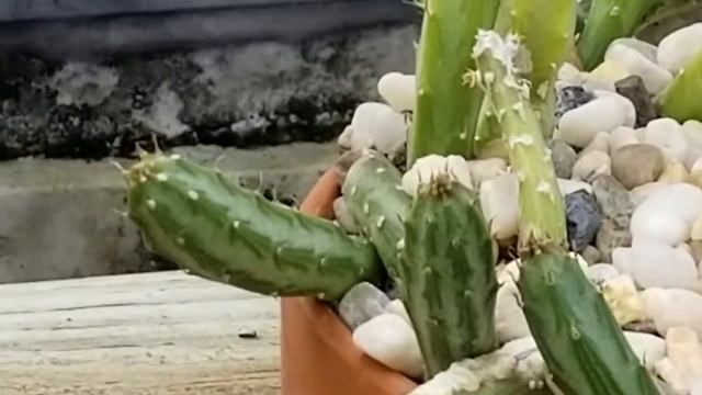 SENECIO STAPELIIFORMIS SUCCULENT PLANT