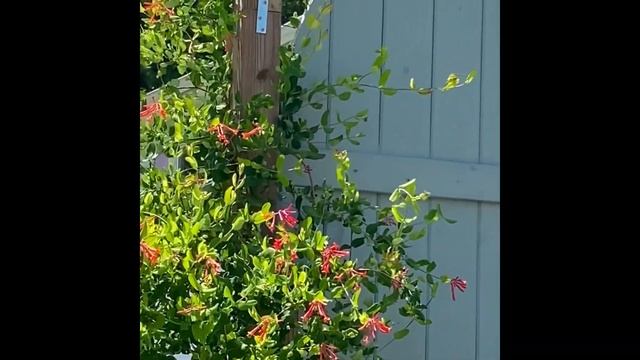 Coral Honeysuckle Native Plant Profile ✿ Lonicera sempervirens смотреть онлайн