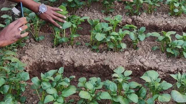 Today taken feedback in Tatijhariya. in potato crop. Farmer : Mushlim Ansari. смотреть онлайн