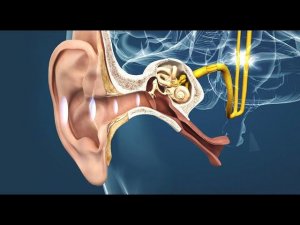 Как устроено человеческое УХО ?