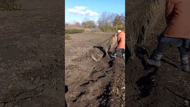 Выкопка саженцев смородины осенью 2021г. смотреть онлайн