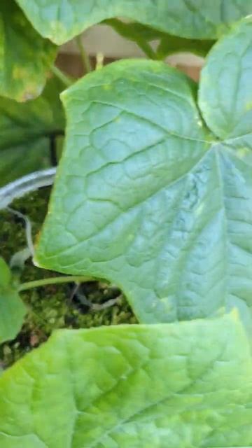 Корневая огурца врастает в трубку / The cucumber roots grow into the feeding line смотреть онлайн