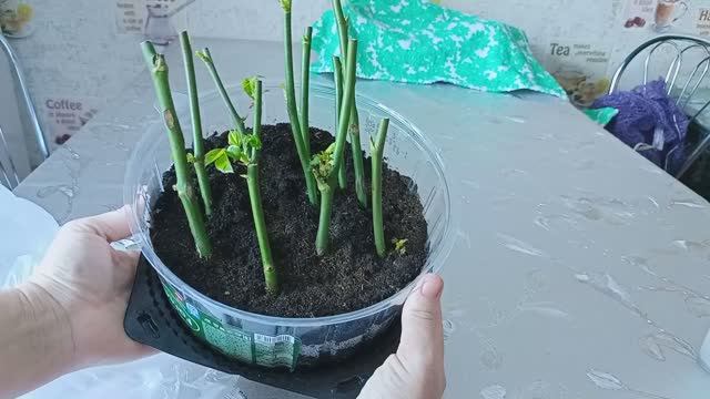 Как вырастить розы из букета смотреть онлайн