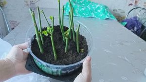 Как вырастить розы из букета