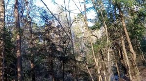 Старый дуб, который помнит потешные бои Петра первого и родителей Льва Толстого.Бицевский лес