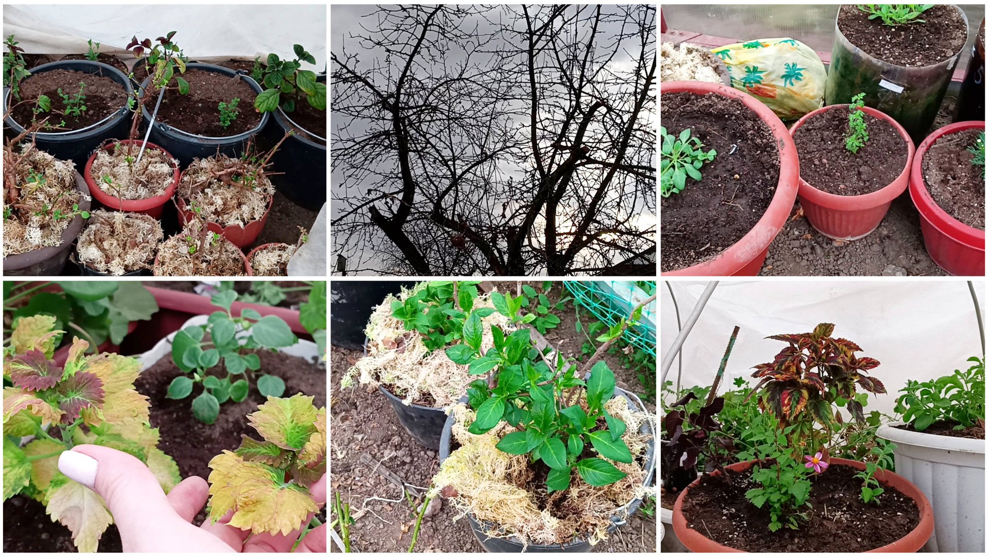 Целый день как белка в колесе. Постепенно пересаживаю цветы в теплице. Составляю компоции. смотреть онлайн