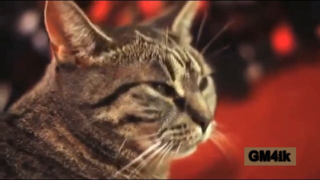 Поющий Котик смотреть онлайн