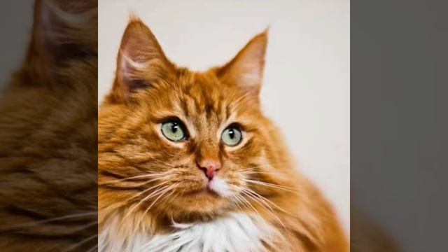 Норвежская лесная 🐈 смотреть онлайн