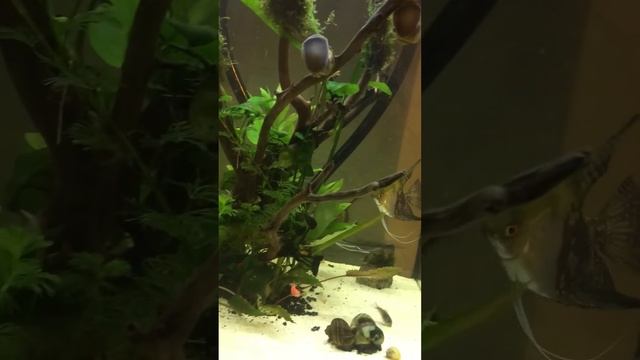 Angels смотреть онлайн