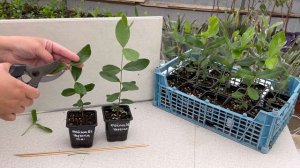 Формировка кроны Фейхоа. Часть 4