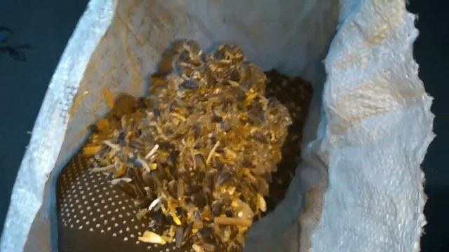 24.03.21 Віємо соняшник, міні-інвертор частоти - SAKO смотреть онлайн