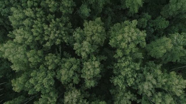 How China Turned The Desert Into Green Forests - The Great Green wall смотреть онлайн