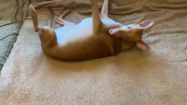 Gingerbread Cookies ❗️ Gluten Free 🔥 Sugar Free 🎇