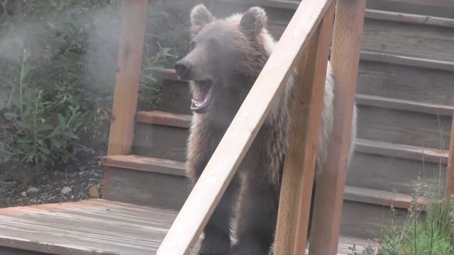 Grizzly Bear encounter in Denali National Park, Alaska - July 2016 смотреть онлайн