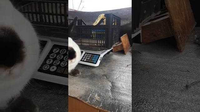 Рабочий самец .Калифорния