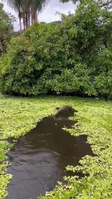 Anaconda En Río Amazonas 😥🇵🇪