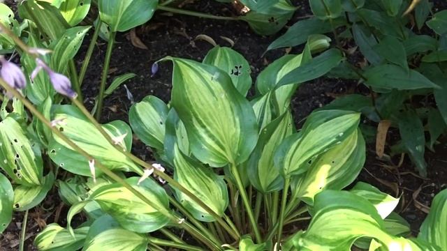 Hosta Var. Geisha (bohyška)