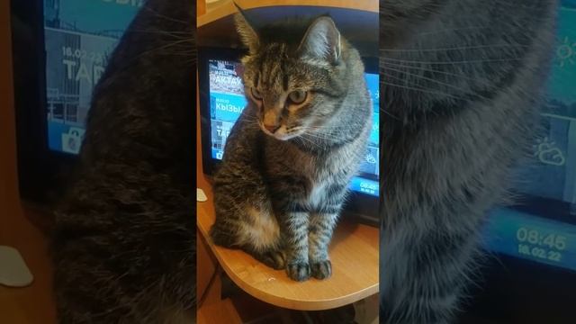 тест на колбасу#моякасюня #котики #лайк смотреть онлайн