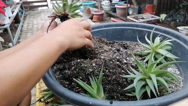How to take care Haworthia ubombiensis | Haworthiopsis limifolia var. ubomboensis смотреть онлайн