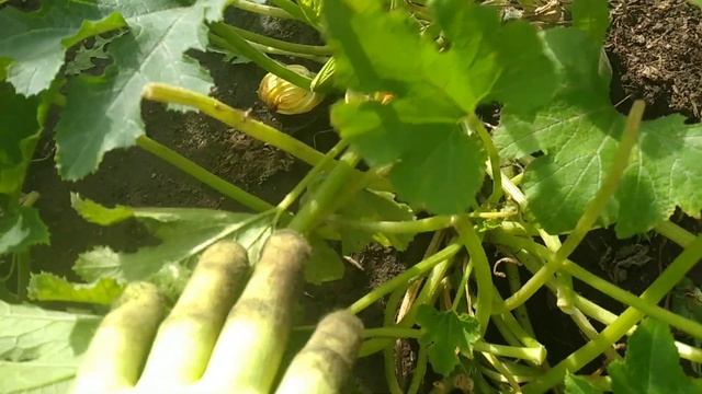 Жизнь в загородном доме.После дождика распогодилось Солнышка нам во благо.Сад на закате 2.09.2023 г смотреть онлайн