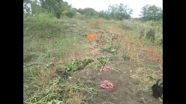 Урожай батата смотреть онлайн