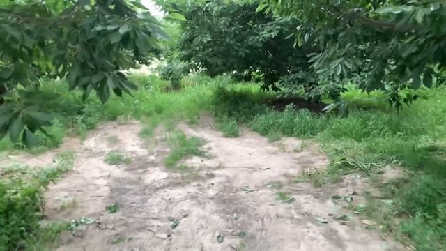 Гилас терим акырдады смотреть онлайн