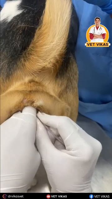 urinary catheterization in female dog#shorts #dog #viral смотреть онлайн