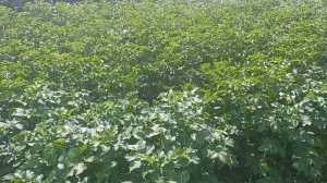 Сажайте картошку с горчичным жмыхом