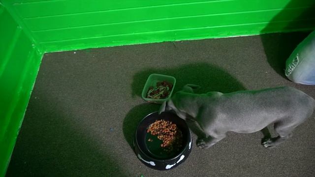 HOW TO FEED YOUR NEW PITBULL PUPPY | DO DOGS PREFER RAW MEAT or KIBBLE FOOD? (TIP FOR NEW DOG OWNER смотреть онлайн