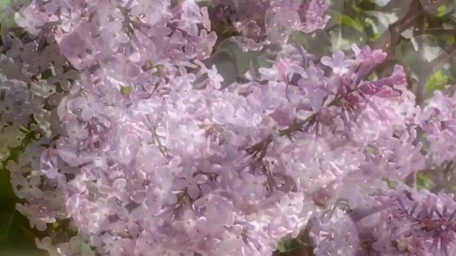 🍀1107🍀Майские цветы смотреть онлайн